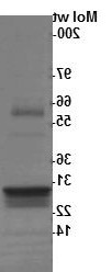 KRas4B G12C突变蛋白.png