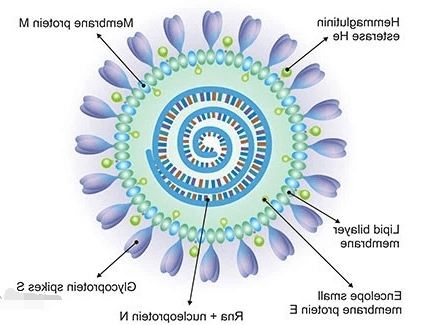 SARS-CoV-2（新冠病毒）.png