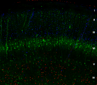 多重免疫荧光显示大鼠大脑皮层的层状结构.png