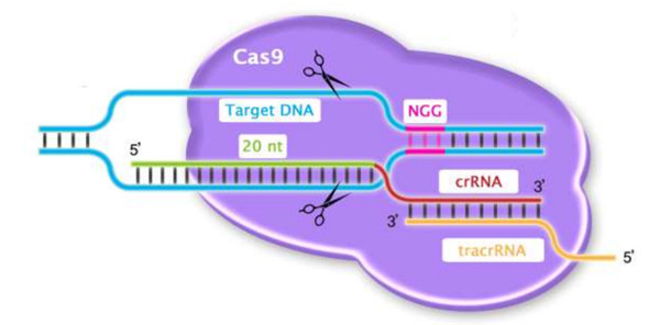 CRISPR/Cas.jpg