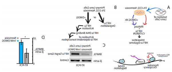 CUT&RUN在原代晶状体细胞中鉴定了8000多种HIF1α-DNA特异性复合物.jpg
