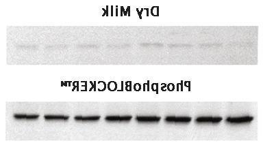A549细胞裂解液，检测磷酸化-p38蛋白.