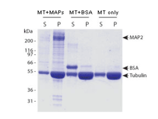 使用基于荧光的微管蛋白聚合测定法（BK011P）进行微管蛋白聚合
