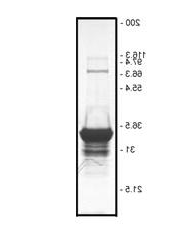 GST-PAK-PBD 蛋白纯度测定
