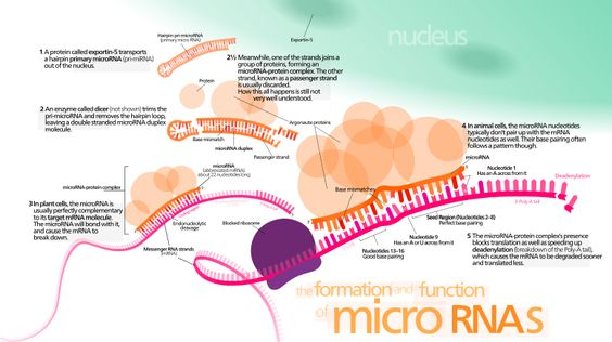 microRNA.png