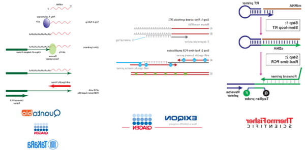 市面上常见的miRNA定量检测试剂盒原理