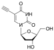 EdU（5-乙炔基-2'-脱氧尿苷）
